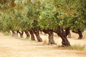 L'olivier dans le bons sens & Lutter contre les ravageurs de l'olive, Editions Equinoxe